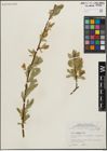 Foto von Salix lucida Muhl.